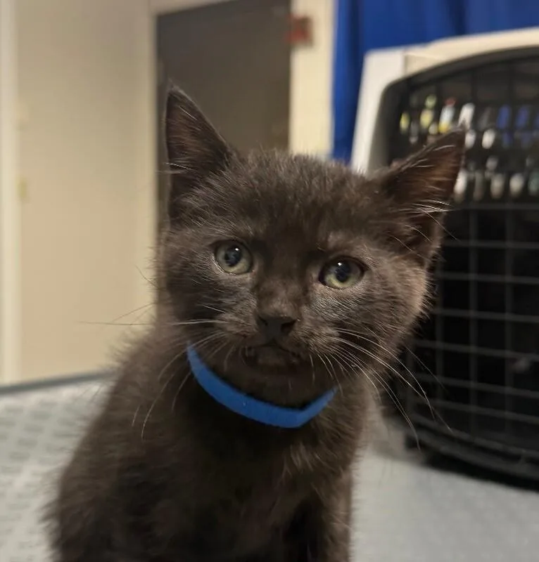 A young medium-sized male Domestic Short Hair cat named Larry for adoption in Yankton, SD