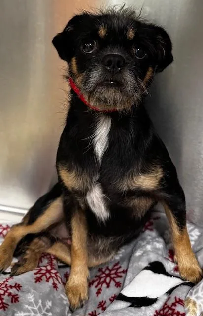 An adult small-sized male Pug dog named Conner for adoption in San Pedro, CA