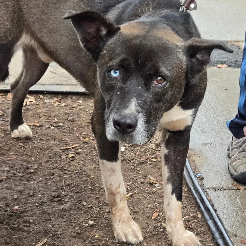 A baby small-sized male Black Shepherd dog named Bowie for adoption in Newark, NJ