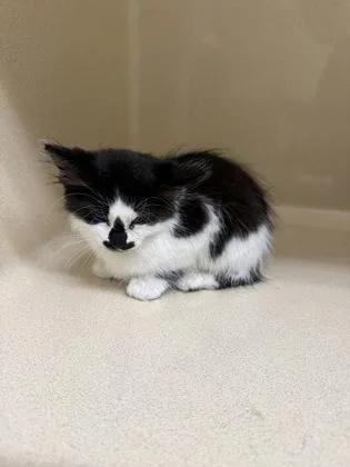 A baby small-sized male Domestic Short Hair cat named Dallas for adoption in Pequot Lakes, MN