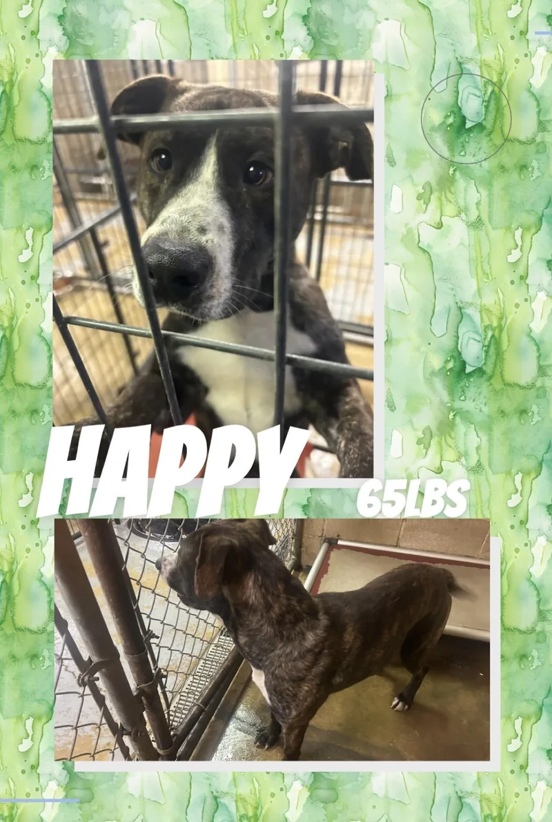 An adult large-sized male Brindle Pit Bull Terrier dog named Happy for adoption in McArthur, OH
