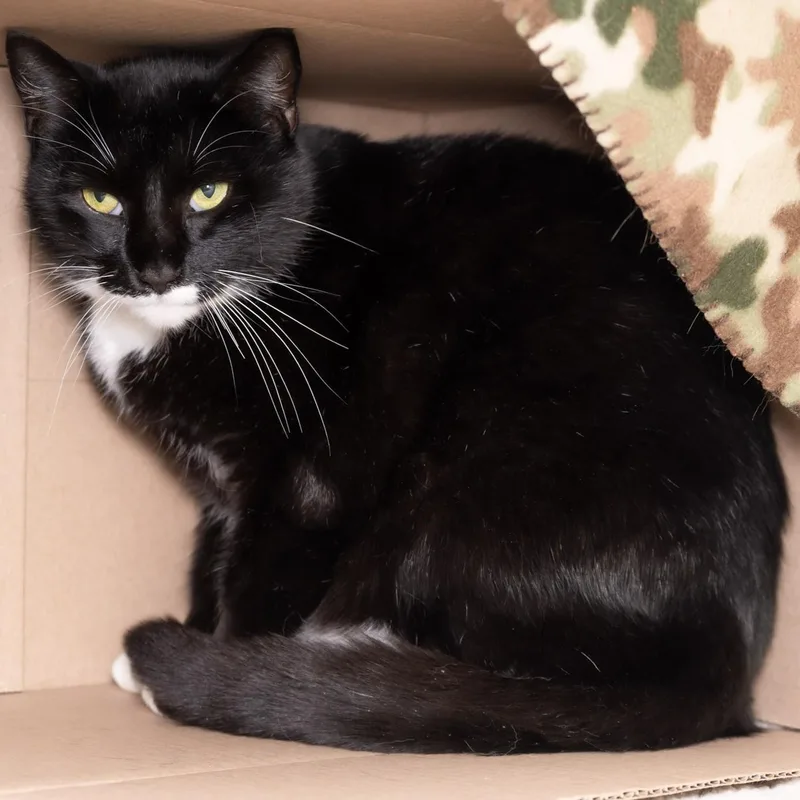 An adult large-sized male Black & White / Tuxedo Domestic Short Hair cat named Wishbone for adoption in Victor, NY