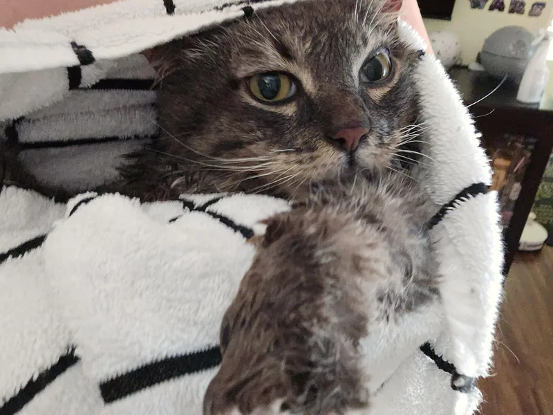 An adult medium-sized male Gray / Blue / Silver Domestic Short Hair cat named Carl for adoption in Hillsboro, OR