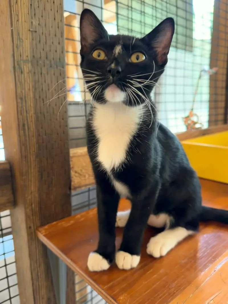 A baby medium-sized female Domestic Short Hair cat named Espeon for adoption in Lincoln, CA