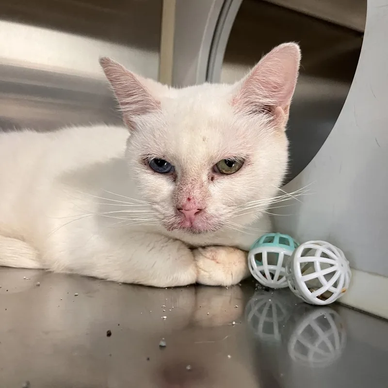 An adult medium-sized female Domestic Short Hair cat named Sally for adoption in Washburn, MO