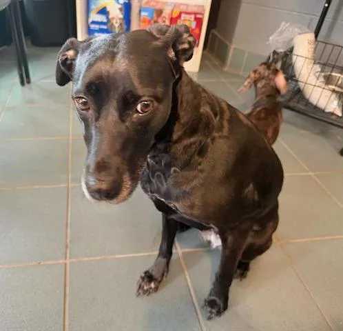 An adult medium-sized female Black Mixed Breed dog named Katya for adoption in Nashville, TN
