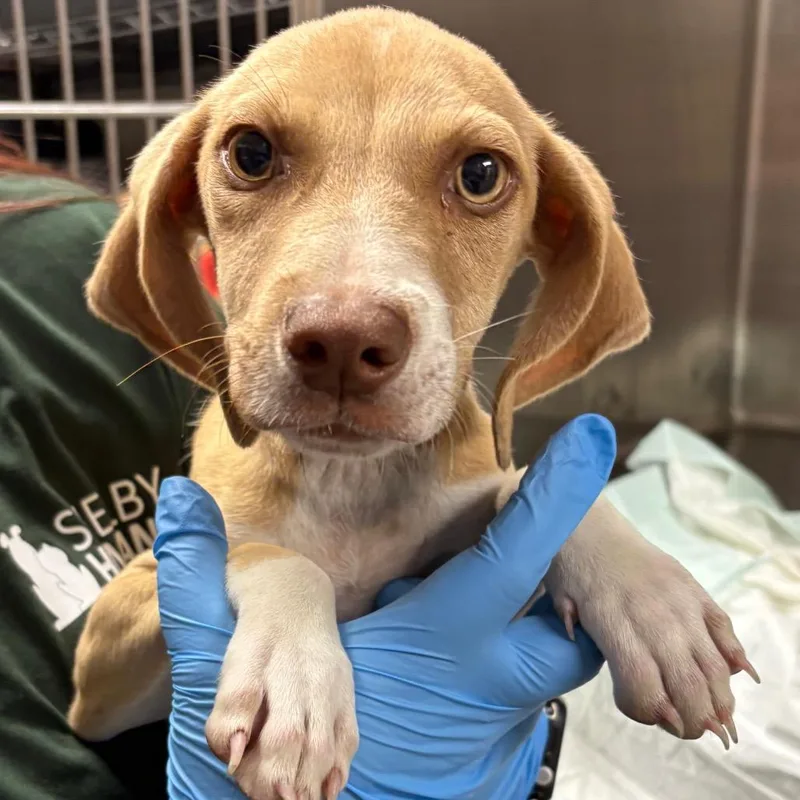 A baby medium-sized male Yellow / Tan / Blond / Fawn Mixed Breed dog named Bento for adoption in Columbiana, AL