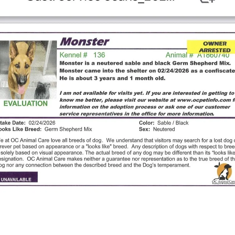 An adult large-sized male German Shepherd Dog dog named Monster for adoption in San Diego, CA