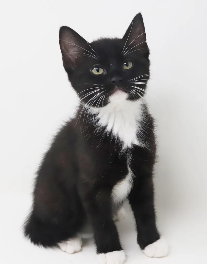 Strudel Is Scrumptious! Baby thumbnail 2