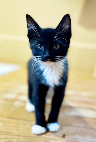 Strudel Is Scrumptious! Baby thumbnail 3