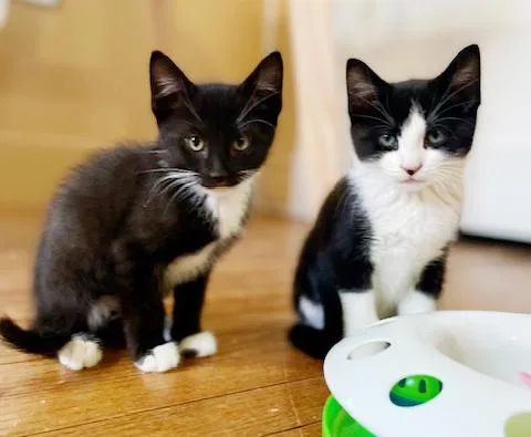 Strudel Is Scrumptious! Baby thumbnail 4