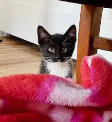 Strudel Is Scrumptious! Baby