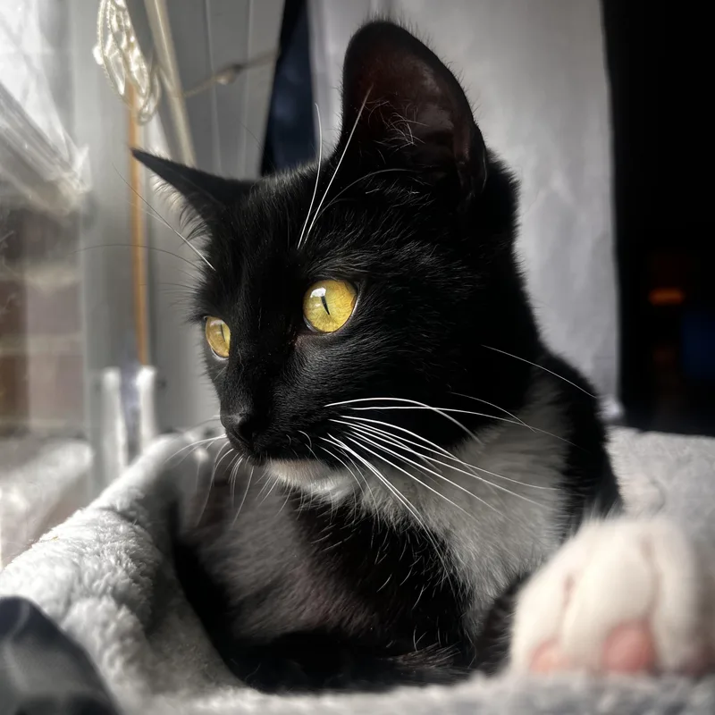 A baby medium-sized male Black & White / Tuxedo Domestic Short Hair cat named Atreus for adoption in Mount Holly, NC