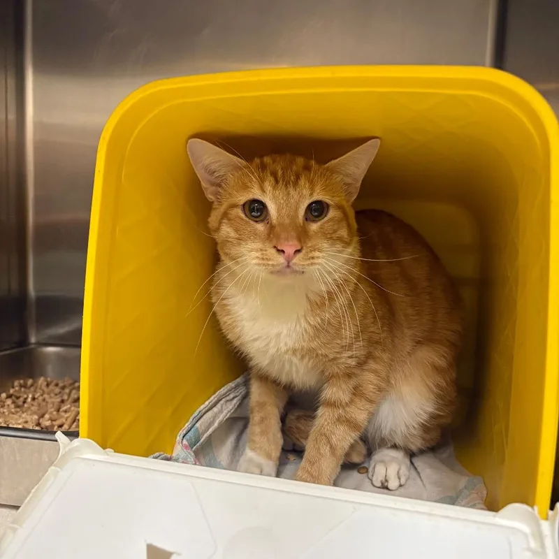 An adult medium-sized male Domestic Short Hair cat named Goldfish for adoption in Windsor, VA