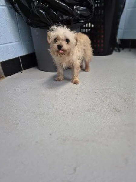 An adult small-sized female Terrier dog named Pen for adoption in Lawrenceville, GA