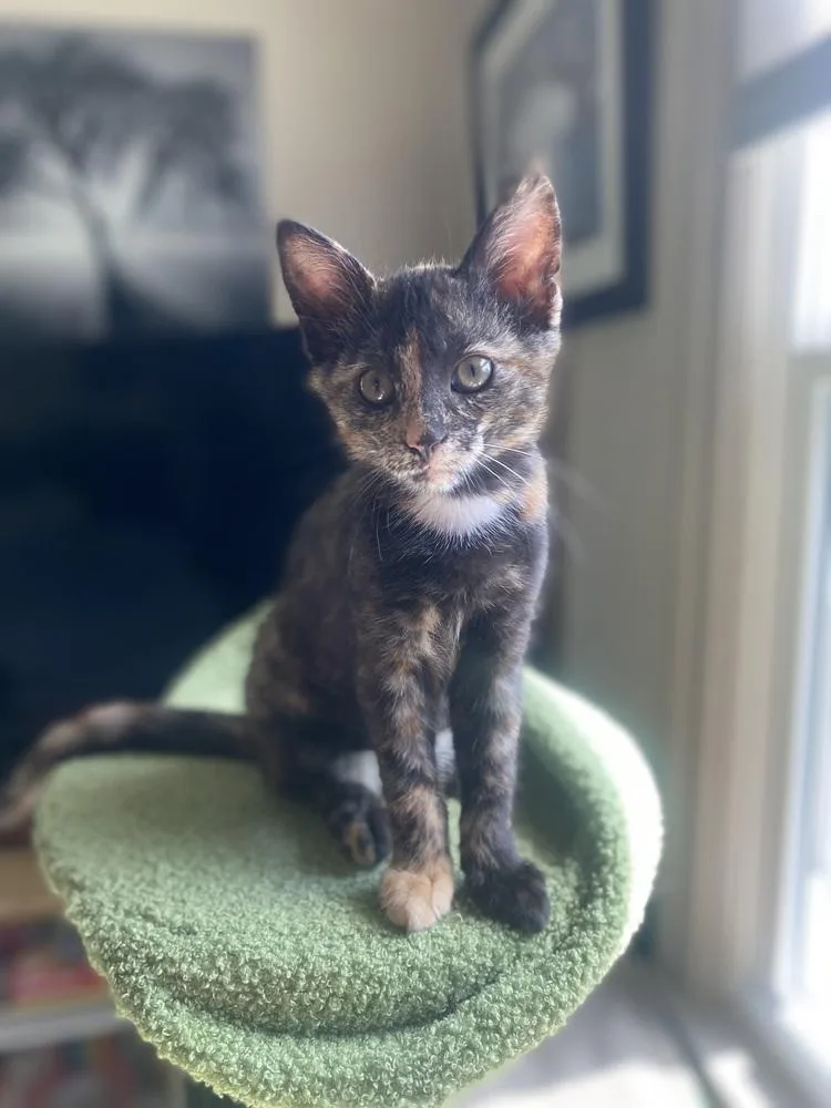 A baby small-sized female Domestic Short Hair cat named Redbull for adoption in Dayton, OH