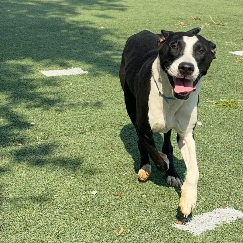 A young medium-sized male Black American Bulldog dog named Prince for adoption in Brentwood, TN