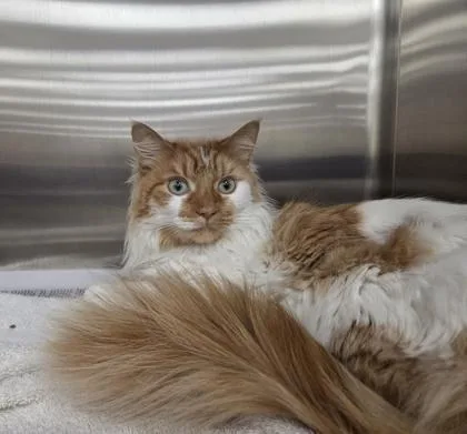 An adult medium-sized male Domestic Short Hair cat named Sunkist for adoption in Westland, MI