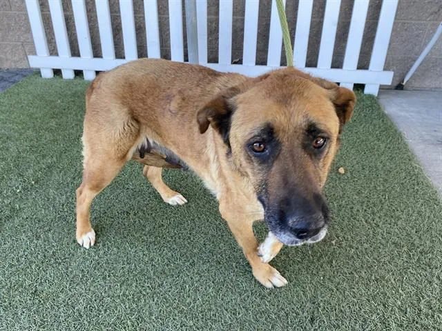 An adult large-sized female German Shepherd Dog dog named Luna for adoption in Modesto, CA