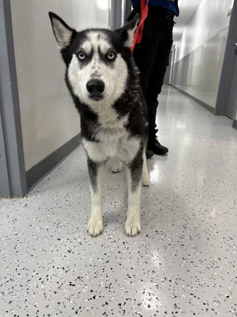A young medium-sized female Siberian Husky dog named Maybelline for adoption in Forney, TX