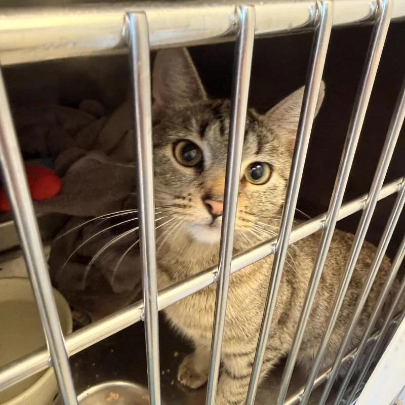 An adult medium-sized female Brown / Chocolate Domestic Short Hair cat named Penny for adoption in Gloucester, VA