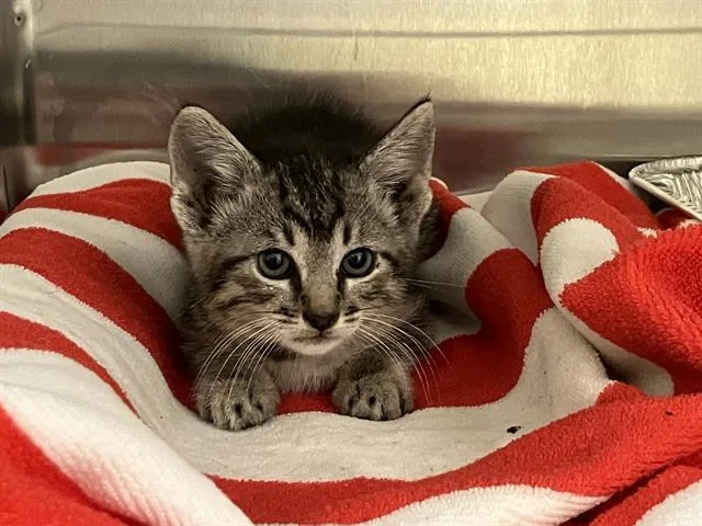 A baby small-sized male Domestic Short Hair cat named Mcpickle for adoption in Tustin, CA