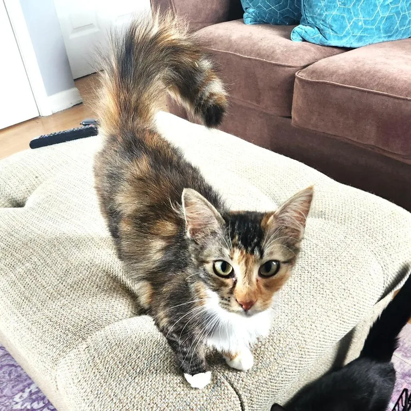 A young medium-sized female Calico Domestic Long Hair cat named Karen for adoption in Chantilly, VA