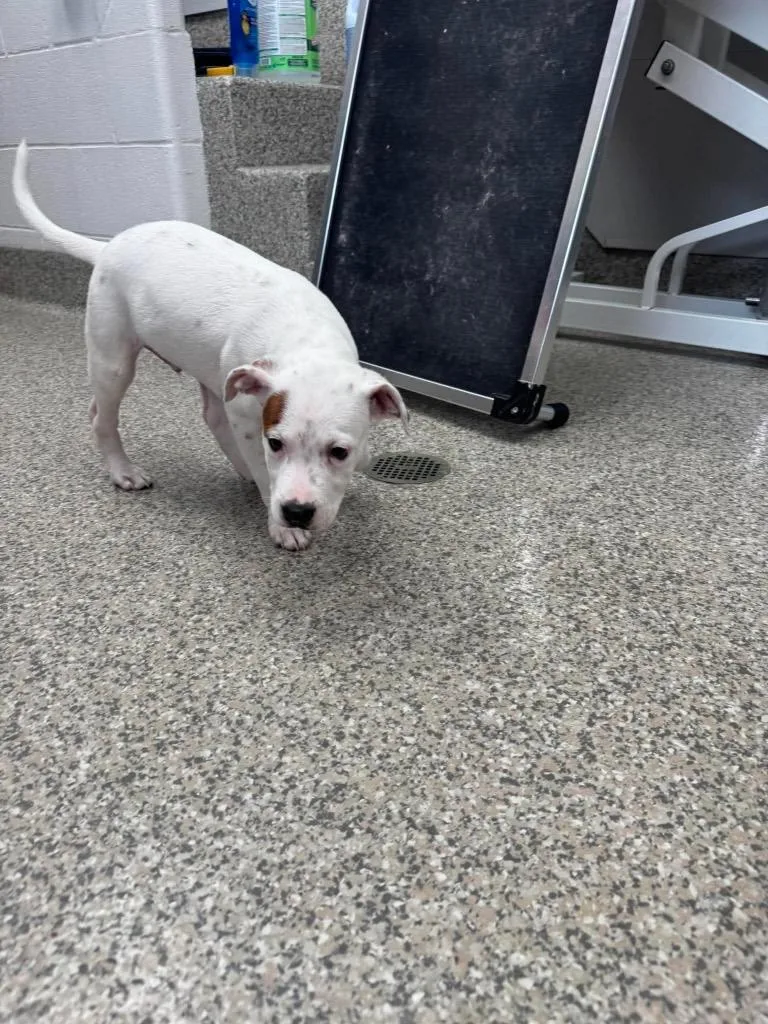 A baby small-sized male Terrier dog named Brave for adoption in Van Wert, OH