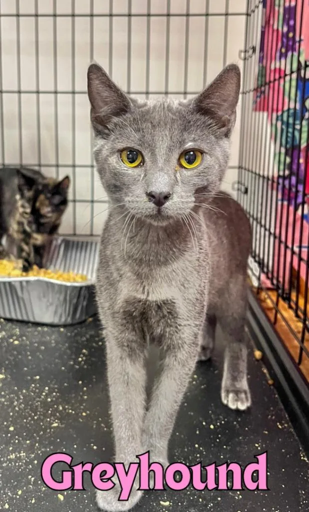 A baby medium-sized female Domestic Short Hair cat named Greyhound for adoption in Rome, GA