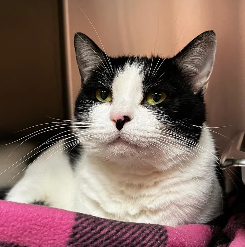 An adult medium-sized female Domestic Medium Hair cat named Athena for adoption in Logan, UT