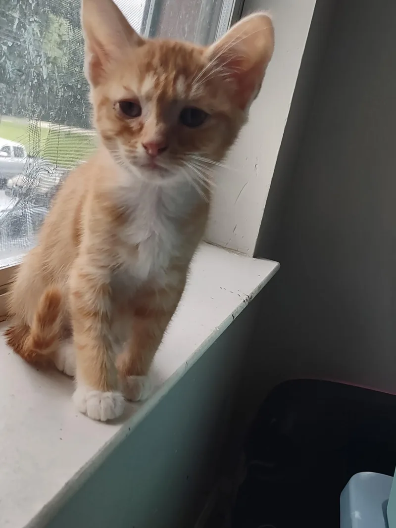 A baby medium-sized female Orange & White American Shorthair cat named SunkistSunkissed for adoption in Shelbyville, TN