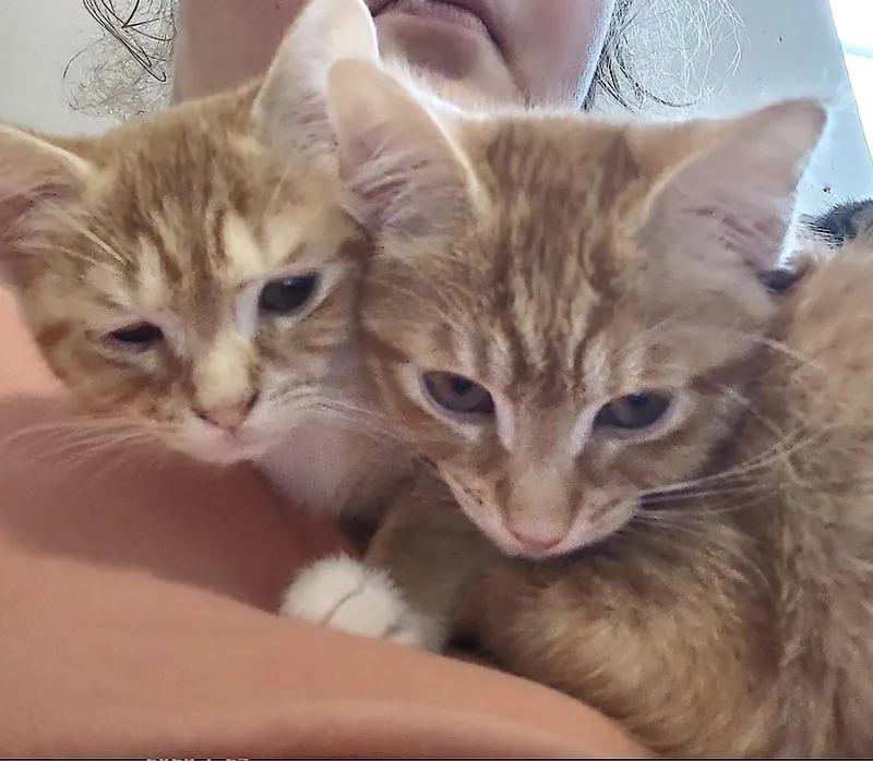 SunkistSunkissed thumbnail 3