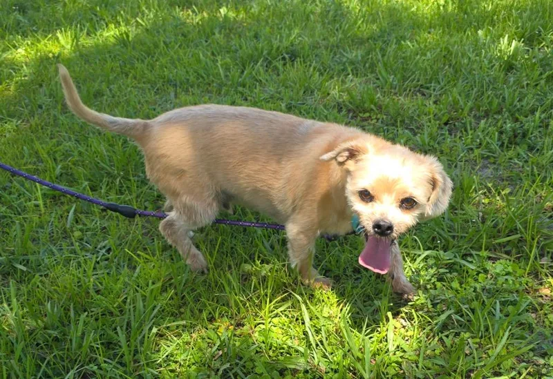 An adult small-sized female Shih Tzu dog named Tulip for adoption in Fort Myers, FL