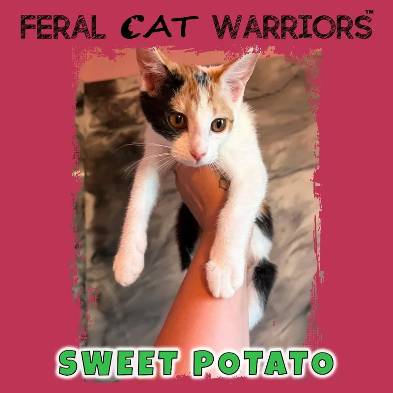 A baby small-sized female Calico Domestic Short Hair cat named Sweet potato for adoption in Kingman, AZ