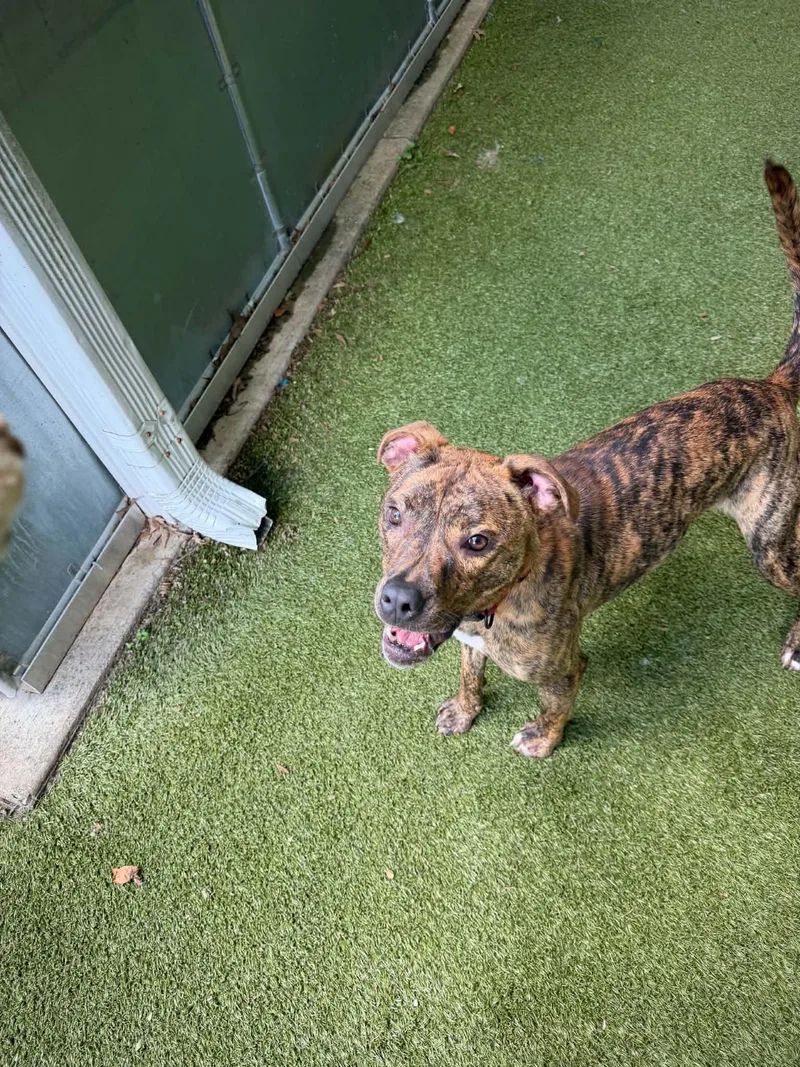 A young medium-sized male Brindle Mixed Breed dog named Titan for adoption in Germantown, TN