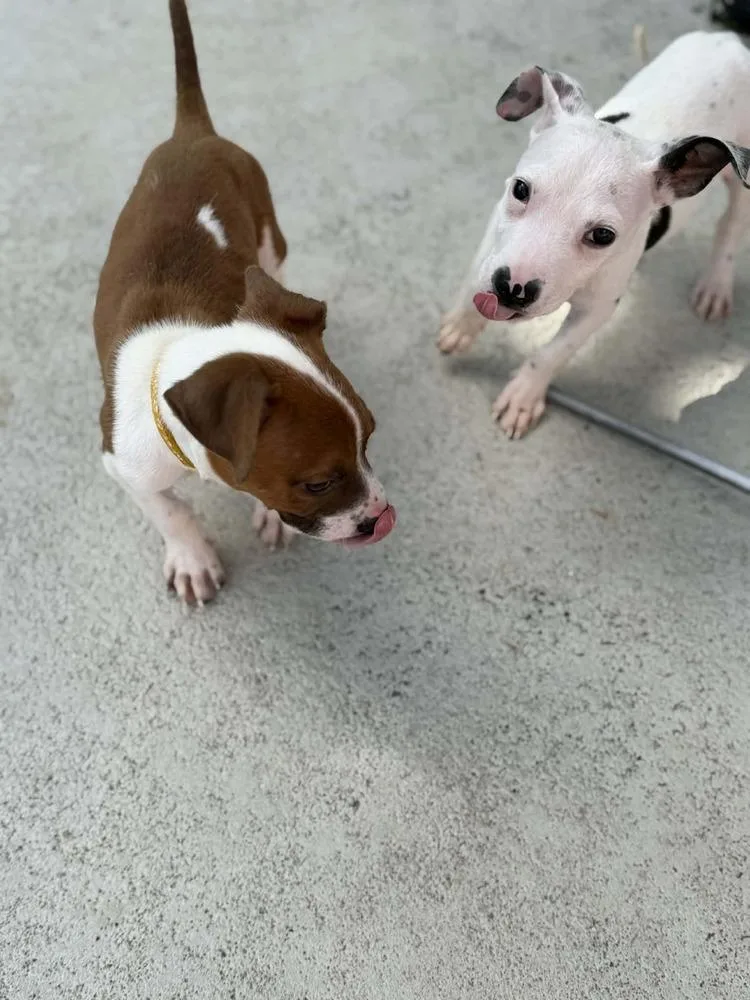 A baby medium-sized male Tricolor (Brown, Black, & White) Terrier dog named Brady for adoption in Deltona, FL