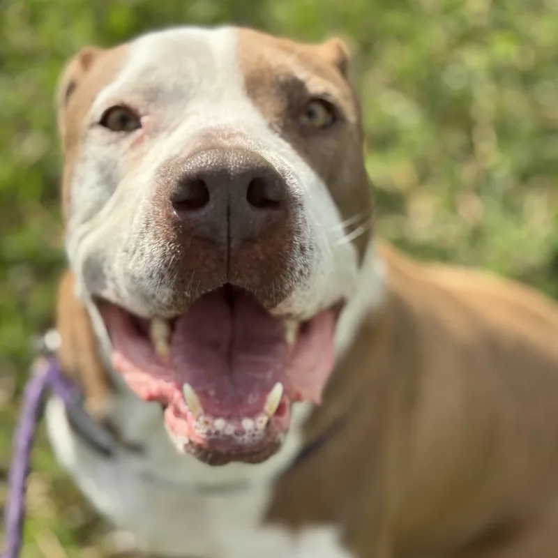 A young large-sized female Pit Bull Terrier dog named Luna for adoption in Pearland, TX