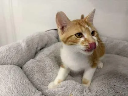 A young small-sized male Domestic Short Hair cat named Harrison for adoption in Mount Pleasant, IA
