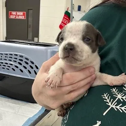 A young medium-sized female White / Cream Pit Bull Terrier dog named Lula for adoption in Indianapolis, IN