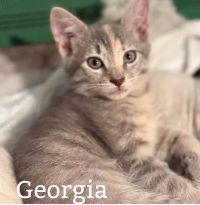 A baby medium-sized female Tabby cat named Georgia for adoption in San Antonio, TX