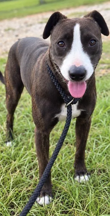 A young medium-sized female Pit Bull Terrier dog named Carly for adoption in Kiln, MS