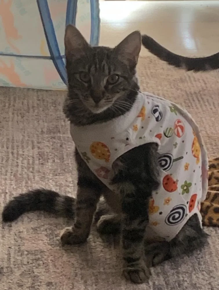 A young medium-sized female Tabby (Brown / Chocolate) Tabby cat named Faylynn The Playful for adoption in Fountain Valley, CA