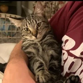 Faylynn  The Playful thumbnail 2