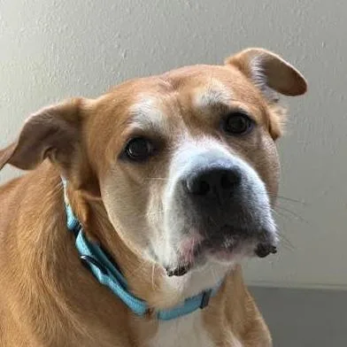 A senior large-sized male Brown / Chocolate Terrier dog named Bb for adoption in Marshall, TX