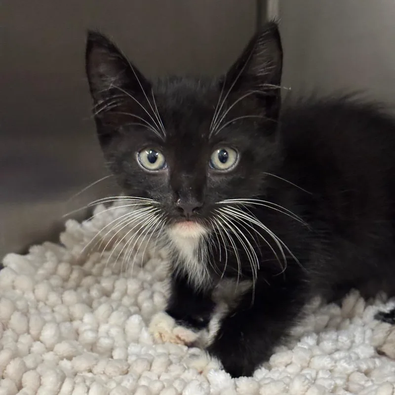 A baby small-sized male Black Domestic Short Hair cat named Tarot for adoption in League City, TX