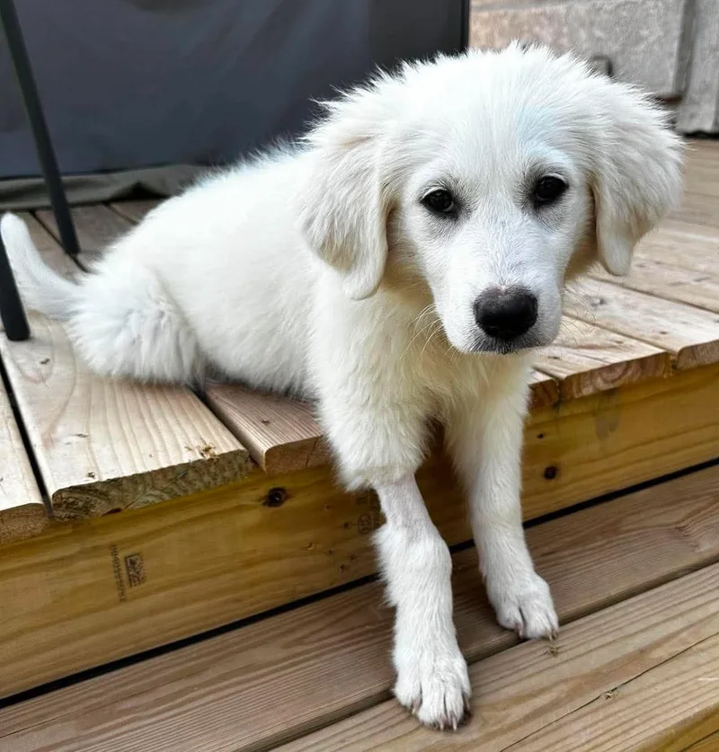 A baby large-sized female White / Cream Great Pyrenees dog named Countess for adoption in Kiowa, OK