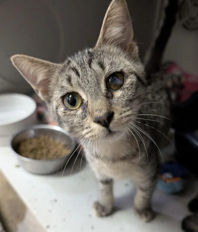 A baby small-sized female Tabby (Brown / Chocolate) Domestic Short Hair cat named Minny for adoption in Anoka, MN