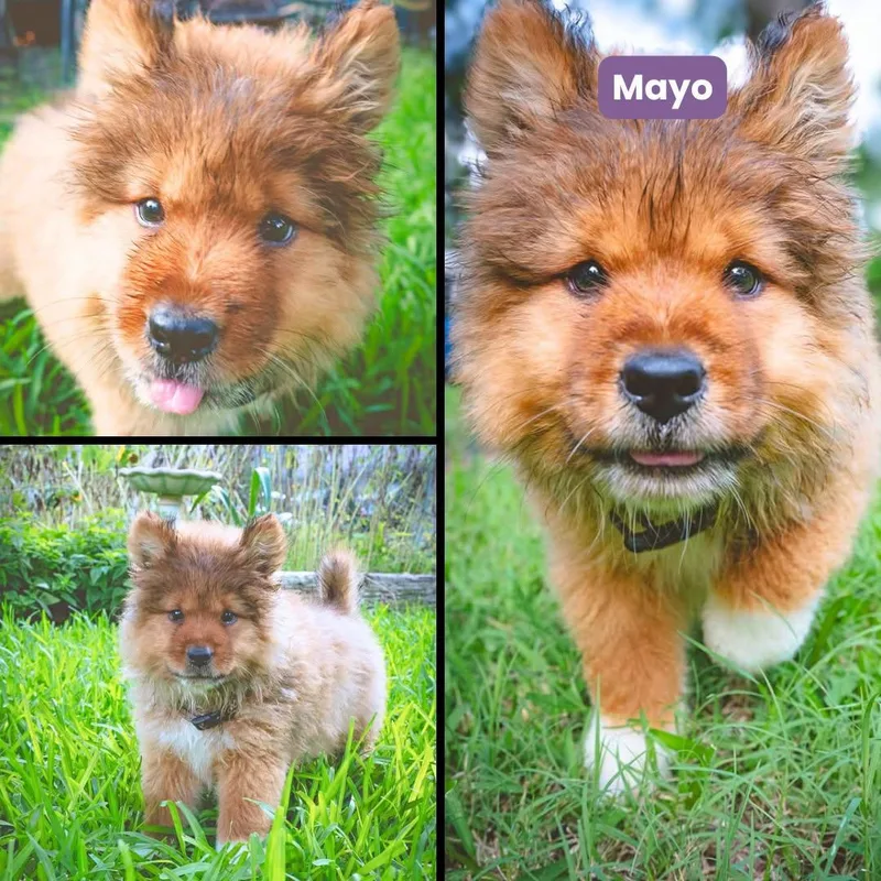 A baby medium-sized female Chow Chow dog named May for adoption in Houston, TX