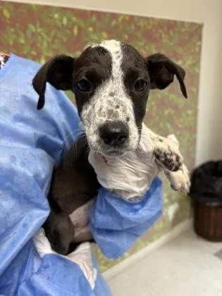 A young small-sized female Shepherd dog named Gamora for adoption in San Antonio, TX