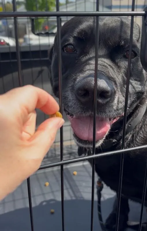 An adult medium-sized male Black Labrador Retriever dog named Bruce for adoption